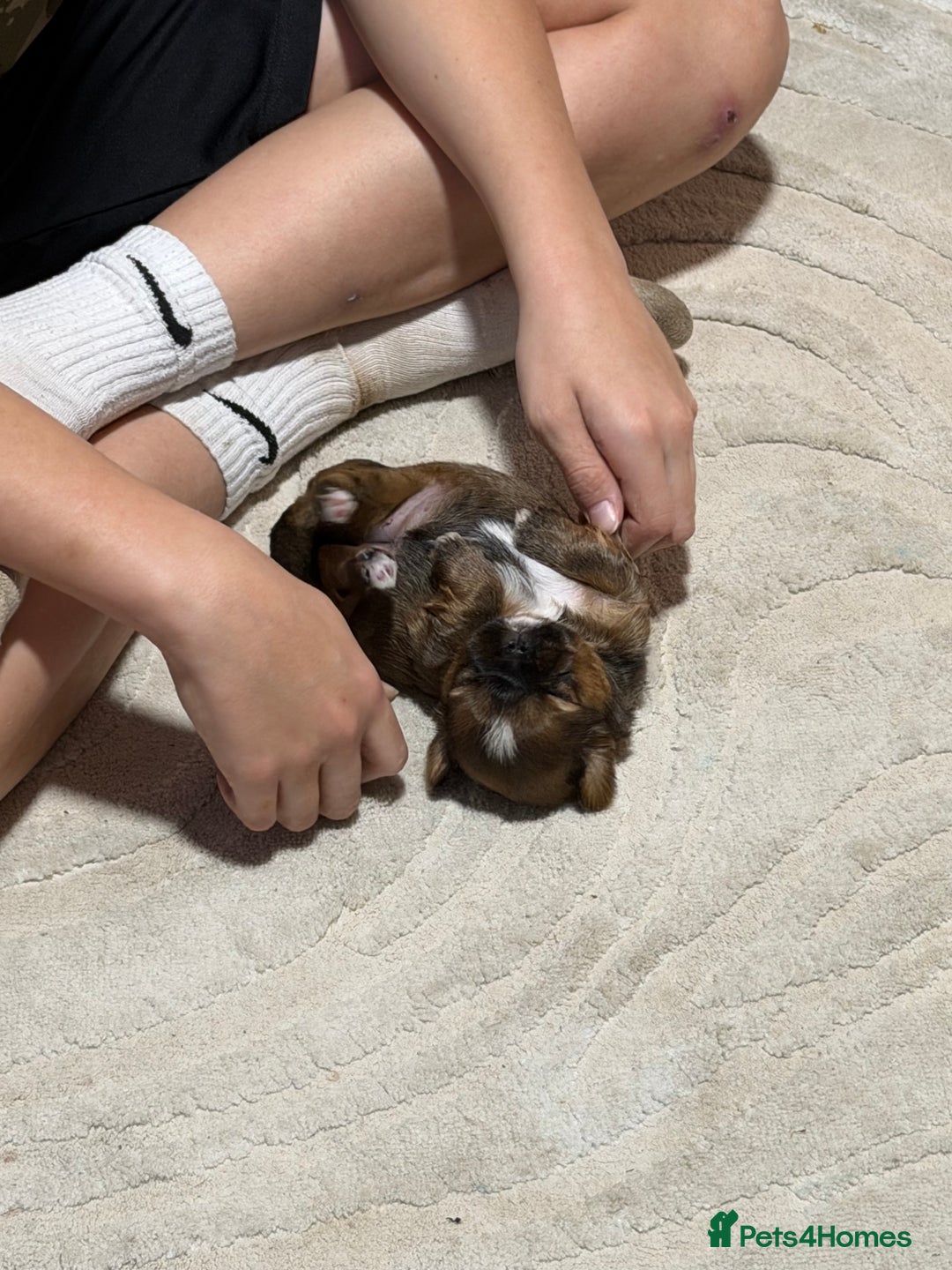 Shih Tzu dogs for sale: Shih Tzu’s  - Advert 22