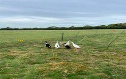Ducks poultry for sale: 3 x male Indian runner ducks - Image 4