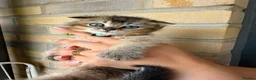 British Shorthair cats for sale: STUNNING! British Shorthair Black Golden Tabbys - Advert 15