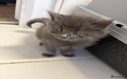 Domestic Shorthair cats for sale: 2 princes an 2 princess kittens  - Image 23