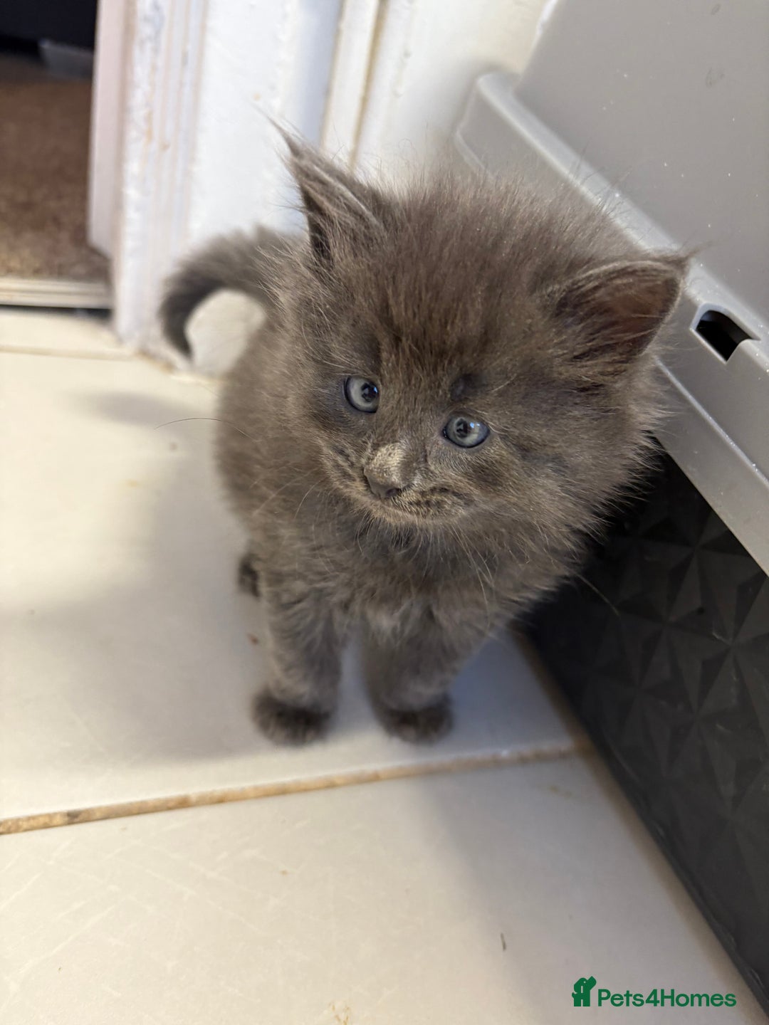 Domestic Shorthair cats for sale: 2 princes an 2 princess kittens  - Image 23