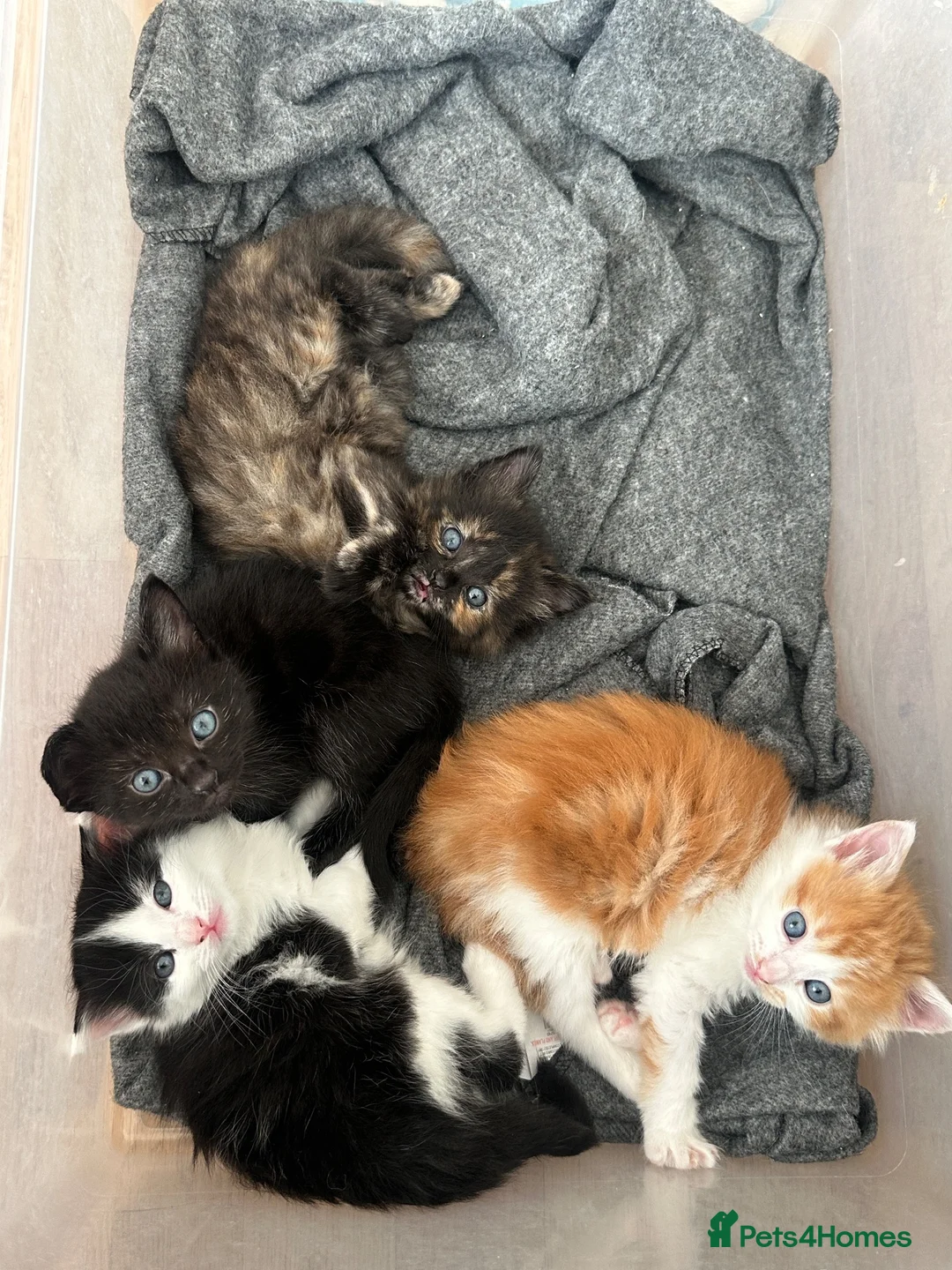 Mixed Breed cats for sale: Fluffy mixed breed kittens in Bolton - Advert 9