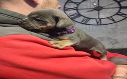 Mixed Breed dogs for sale: French x staffy cocker spaniel  - Image 4