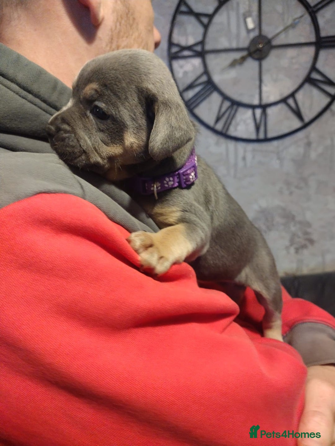 Mixed Breed dogs for sale: French x staffy cocker spaniel  - Image 4