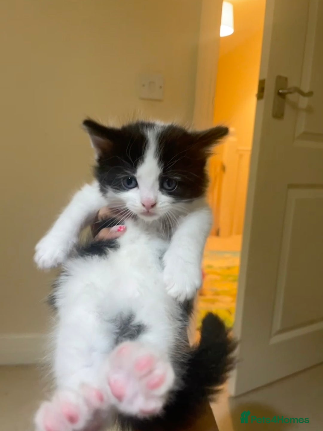 Mixed Breed cats for sale: 5 kittens looking for forever home  - Image 2