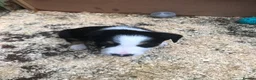 Border Collie dogs for sale: Puppies - Advert 4