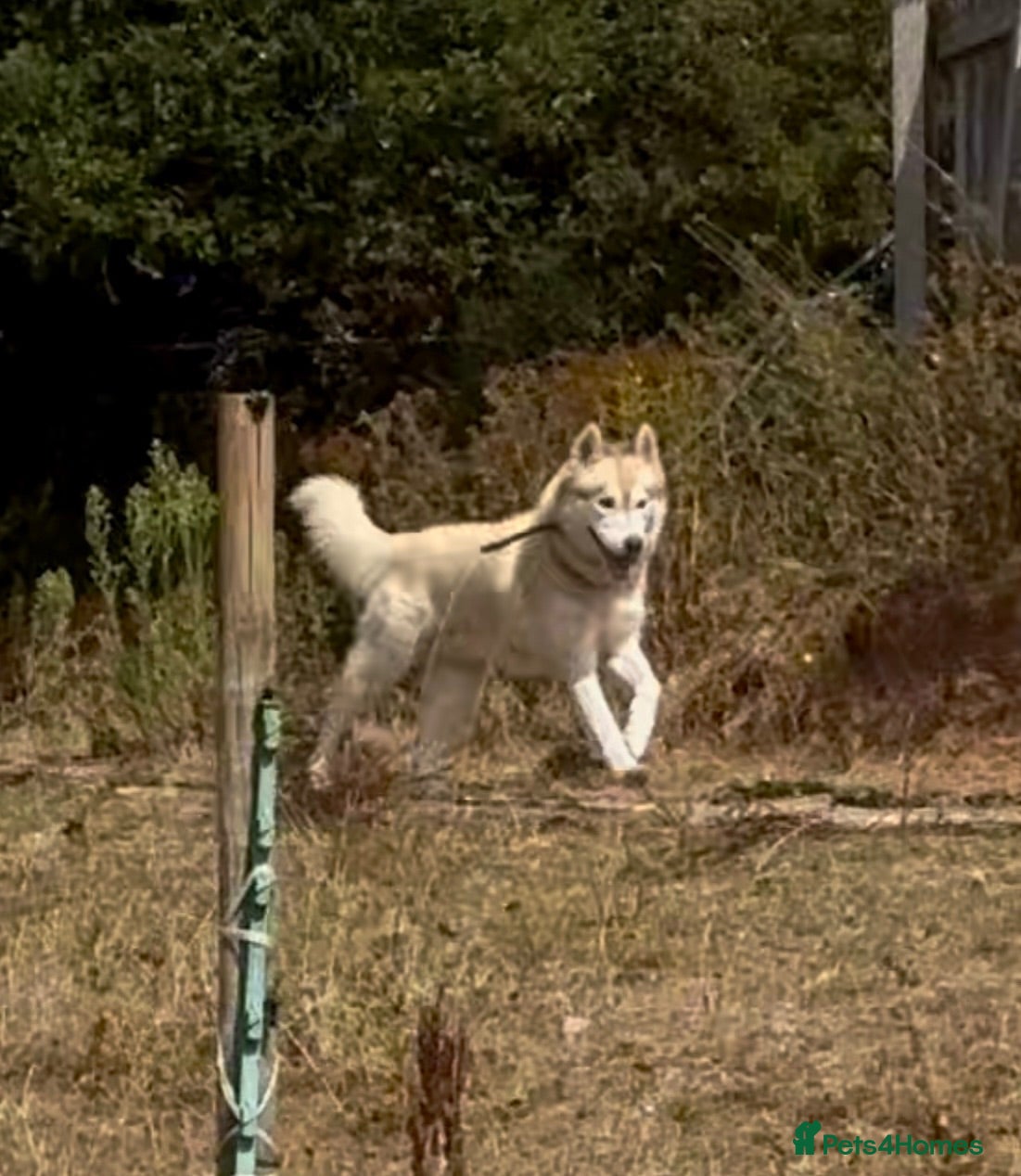 Siberian Husky dogs Farley - Advert 1