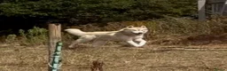 Siberian Husky dogs for sale: Farley - Advert 1
