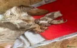 Miniature Dachshund dogs for sale: long haired miniature isabella dapple puppies  - Image 4