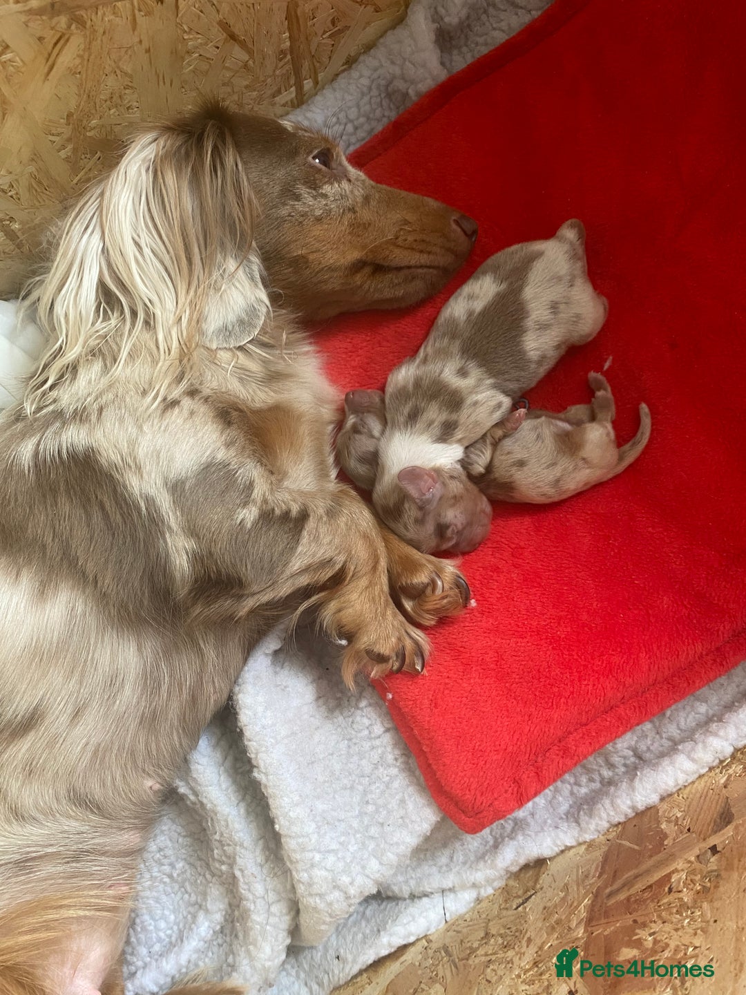 Miniature Dachshund dogs for sale: long haired miniature isabella dapple puppies  - Image 4