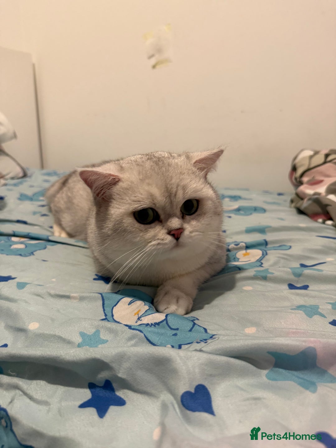 British Shorthair cats for sale: British shorthair male active  - Advert 4