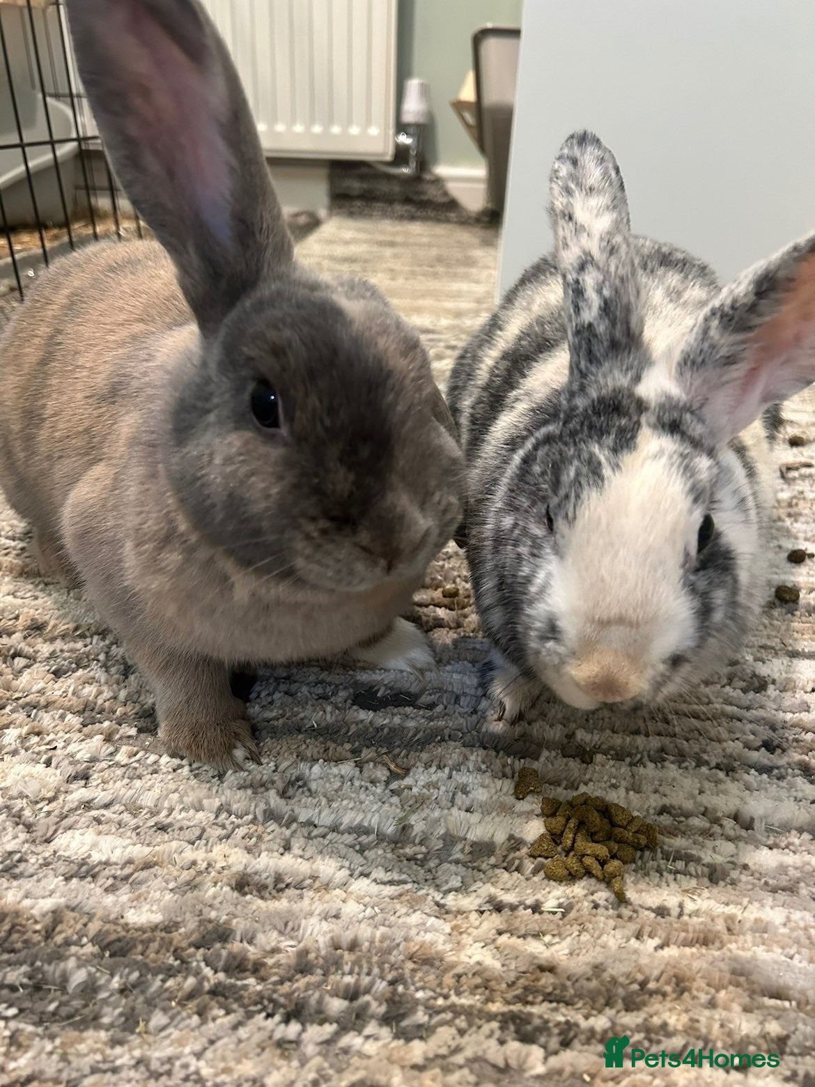 Mini Lop rabbits Maple and cocoa 2 female rabbits re home ASAP - Advert 11