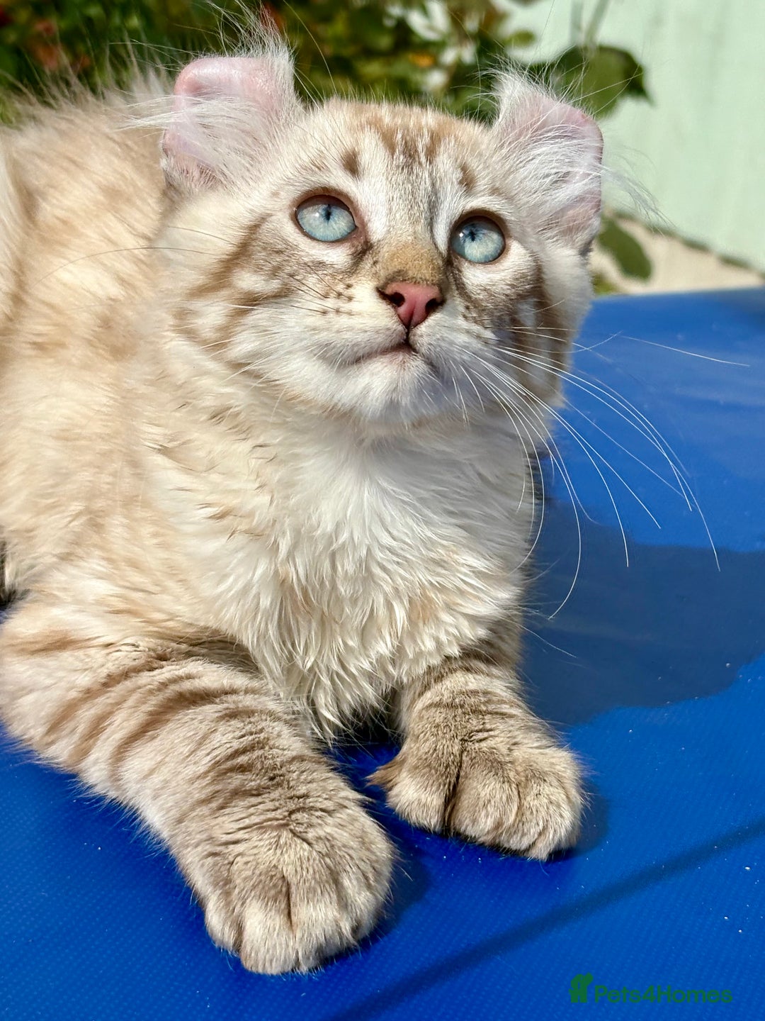 Keetso cats for sale: Stunning polydactyl longhaired snow leopard Keetso - Image 10