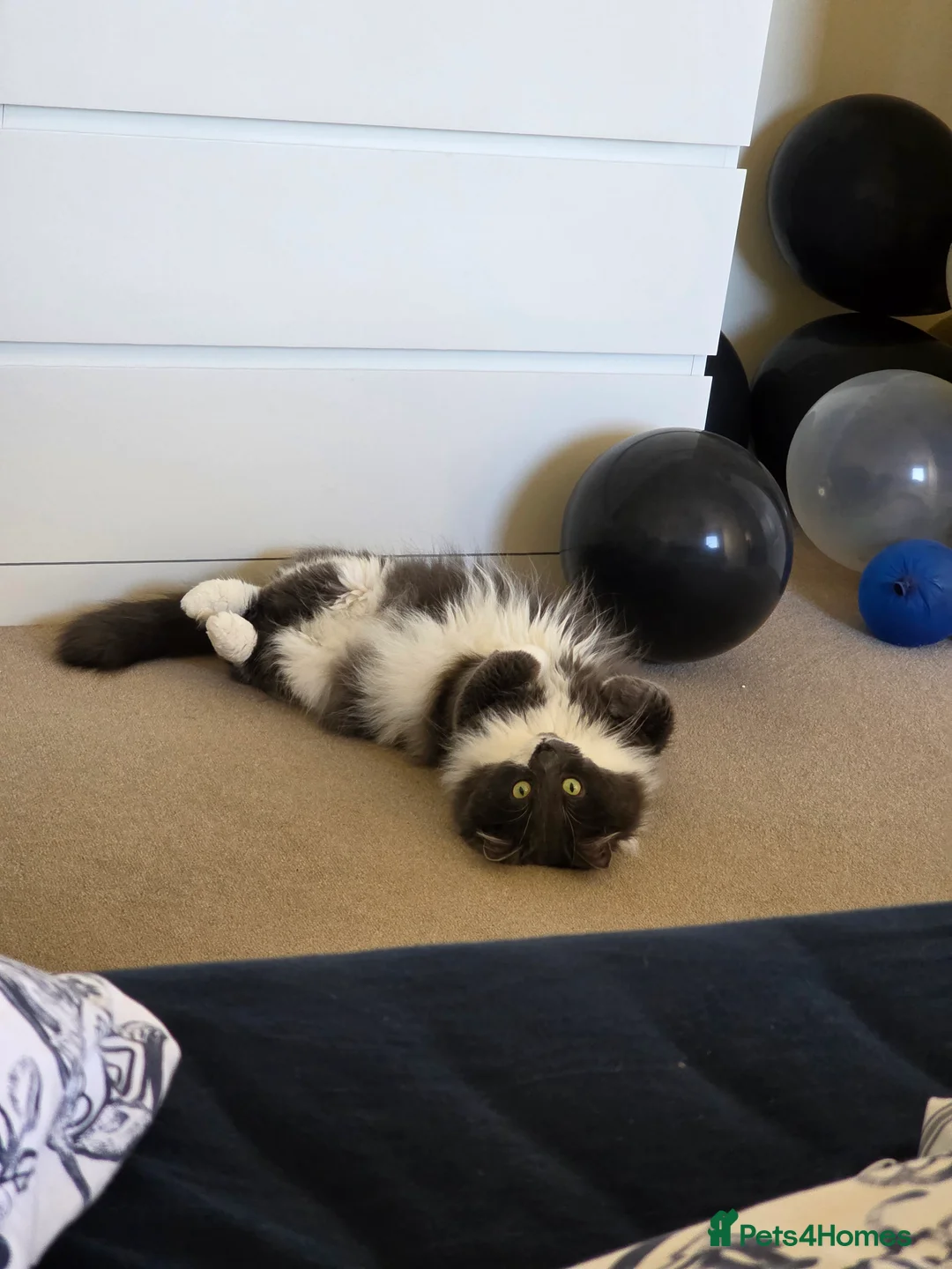 Norwegian Forest Cat cats for stud: Fluffy Romeo Seeking His Juliet – Meet Felix! in Bristol - Advert 7