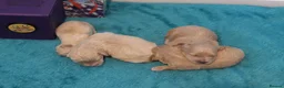 Maltipoo dogs for sale: 4 Apriciot F1 Maltipoo Puppies - Advert 4