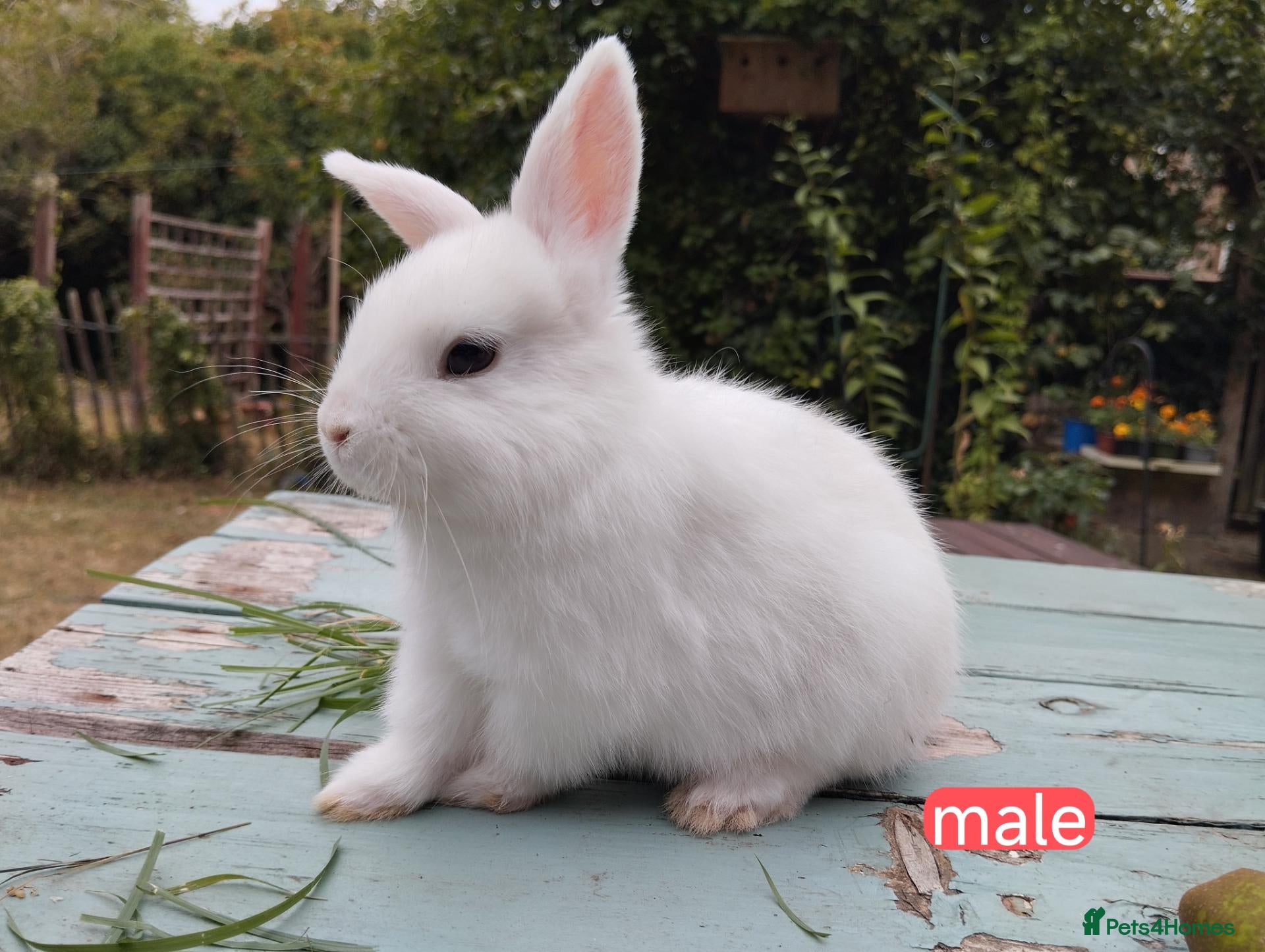 Mixed Breed rabbits for sale: Mixed breed £50. Last one left - Advert 4