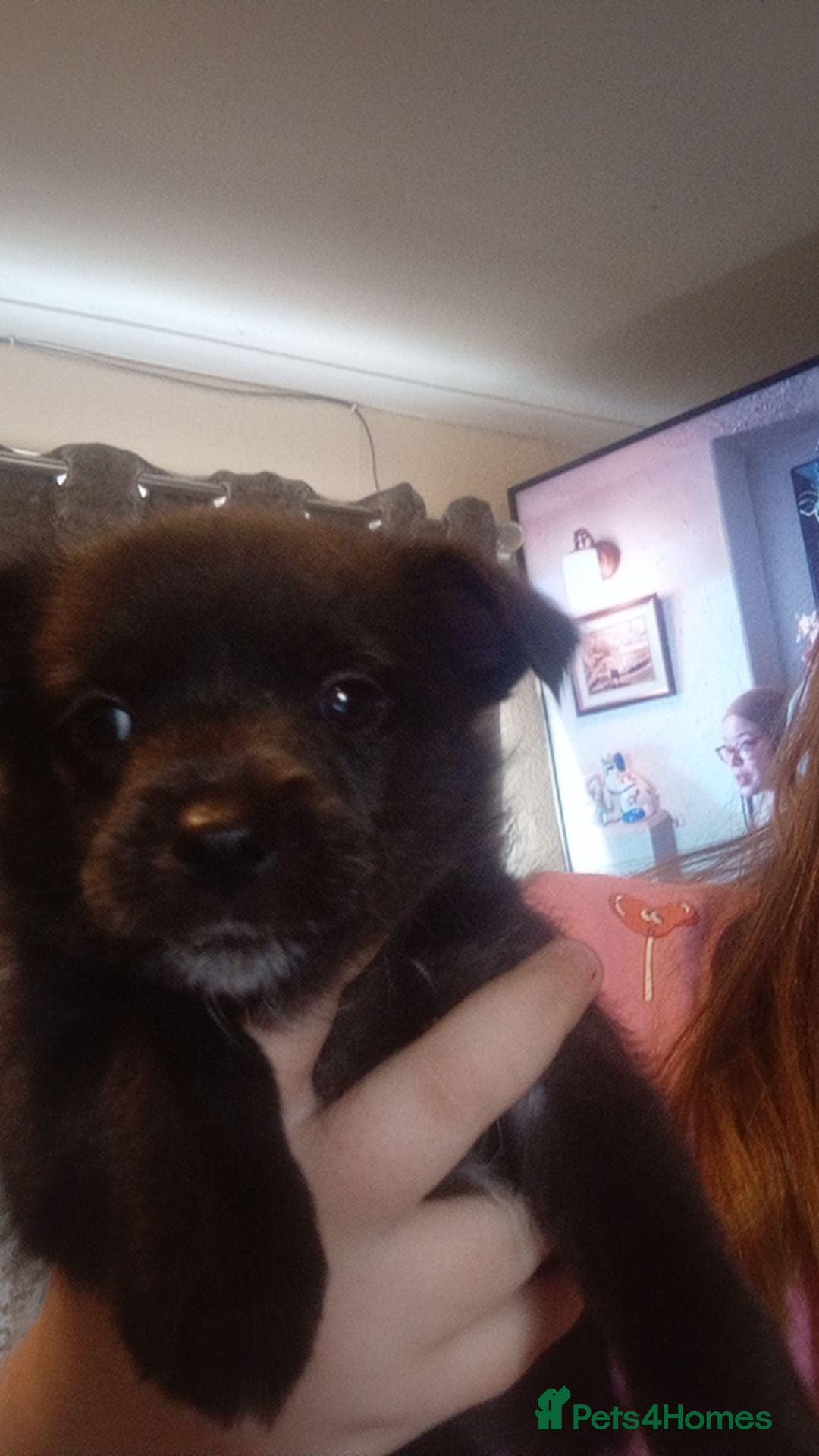 Mixed Breed dogs for sale: 🐾 Adorable Jackaranian Puppies  🐾 - Image 2
