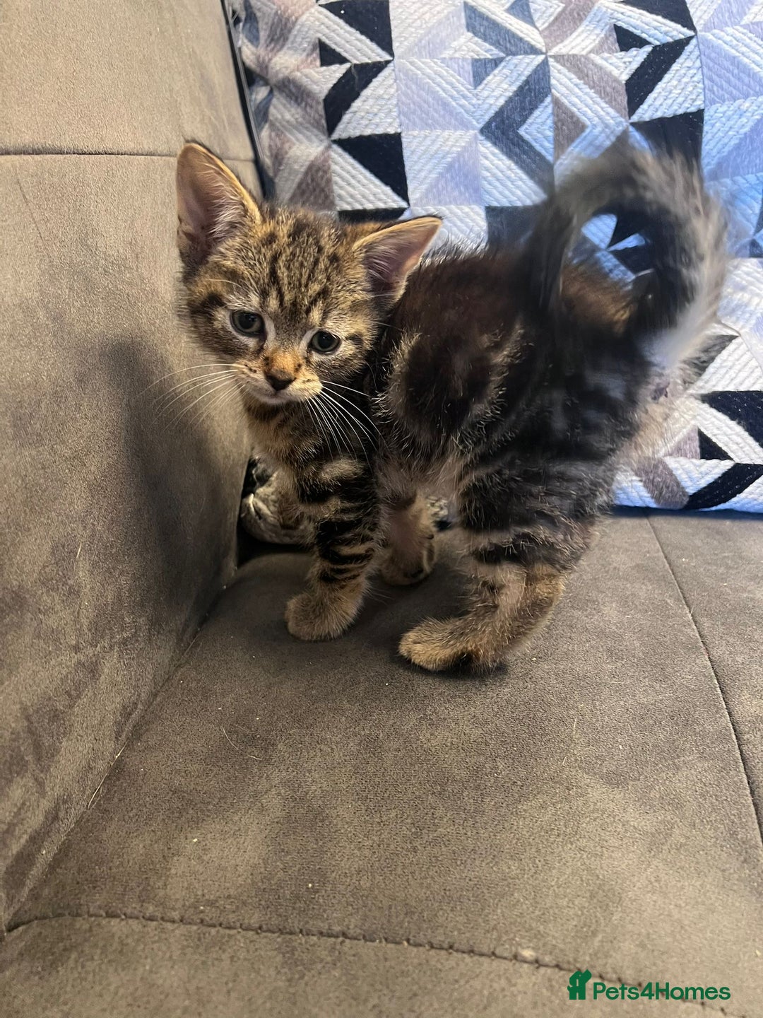 Mixed Breed cats for sale: 7 Beautiful tabby x British Short Hair ready - Image 11