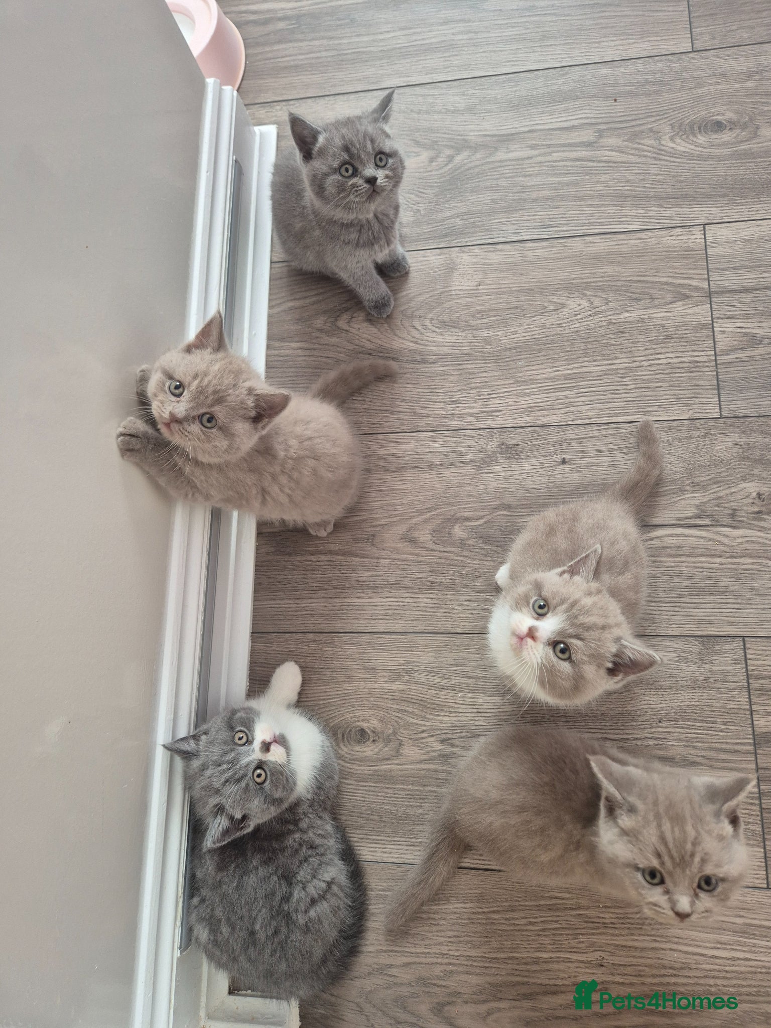 British Shorthair cats British sorthair - Advert 2