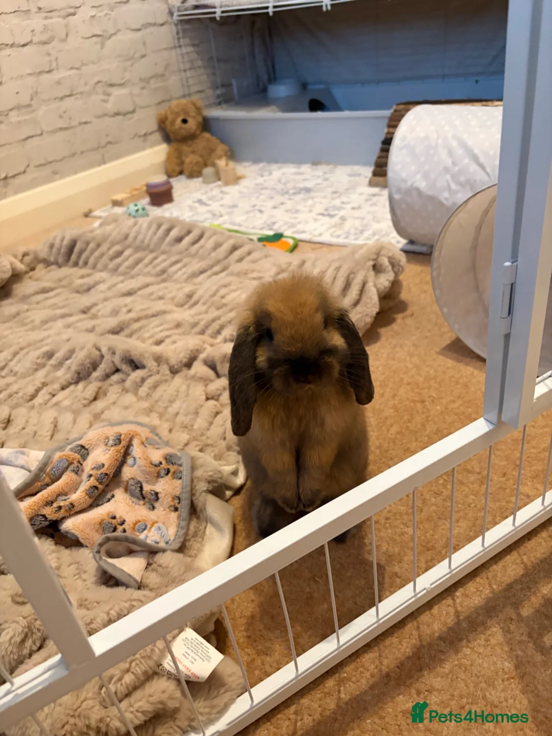 Mini Lop rabbits for sale: Beautiful mini lop to be rehomed  in Banstead - Advert 4