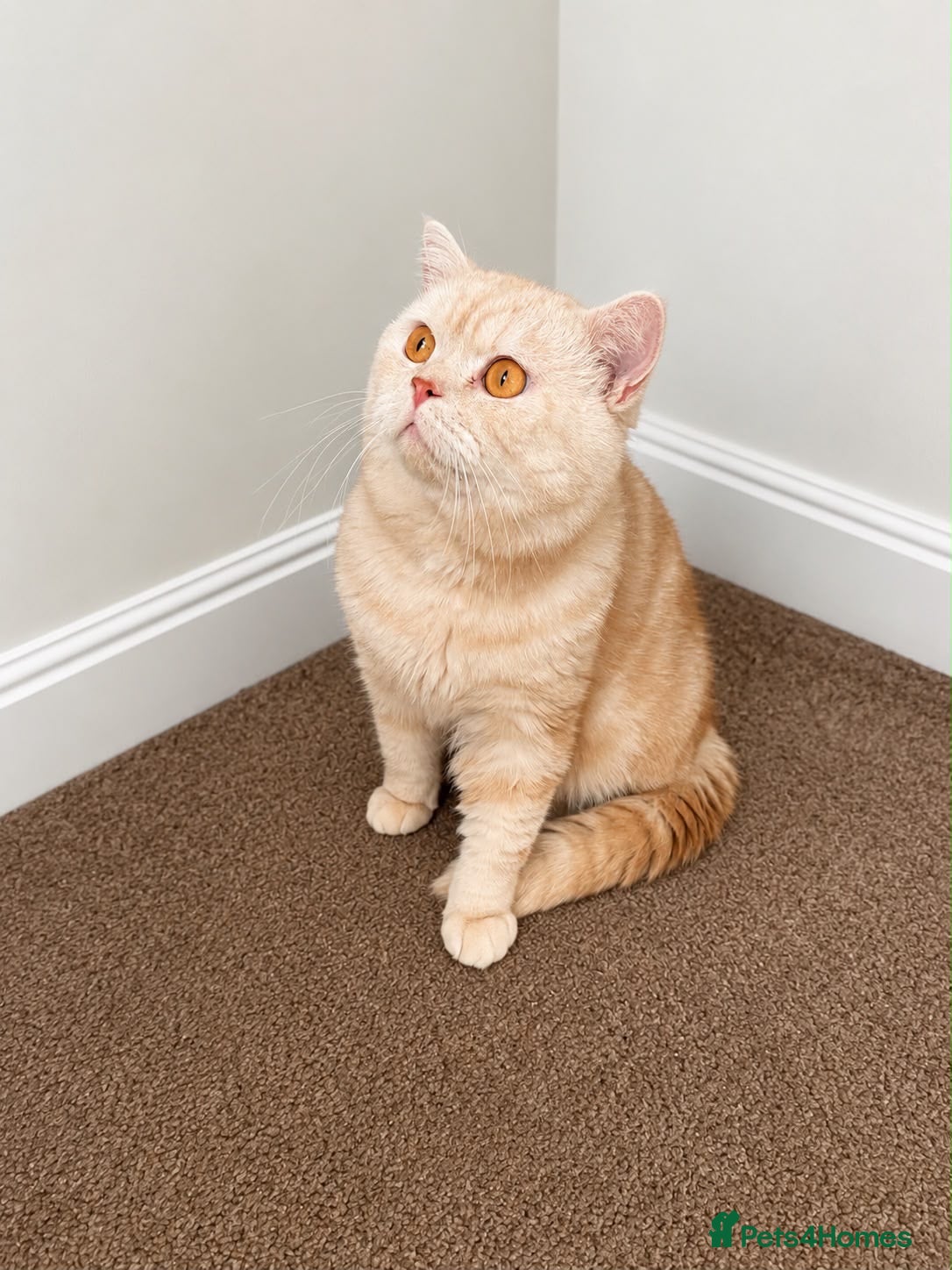 British Shorthair cats Cream boy  - Advert 8