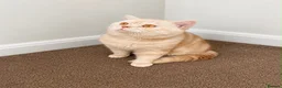 British Shorthair cats for sale: Cream boy  - Advert 1