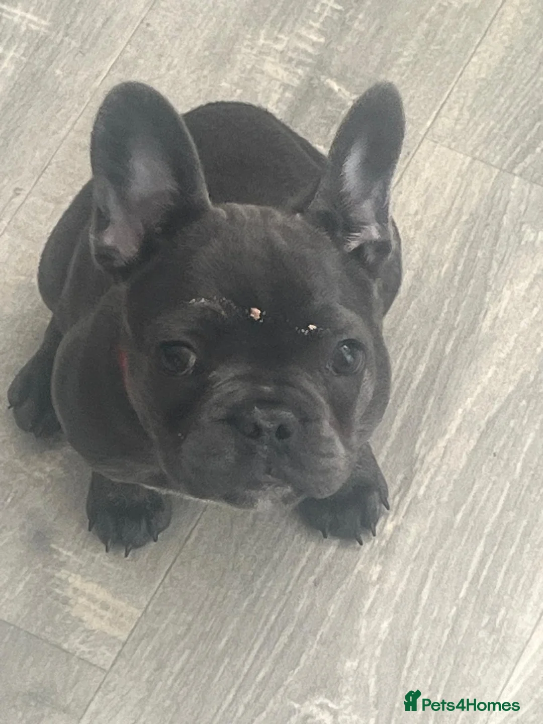 French Bulldog dogs for sale: Female french bulldog puppy  in Tamworth - Advert 5