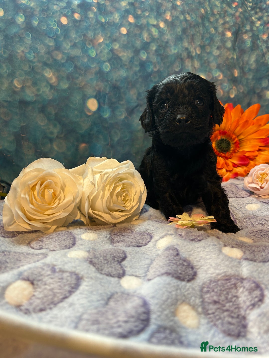 Cavapoo dogs for sale: F1 Cavapoo puppies 🐶  - Advert 7