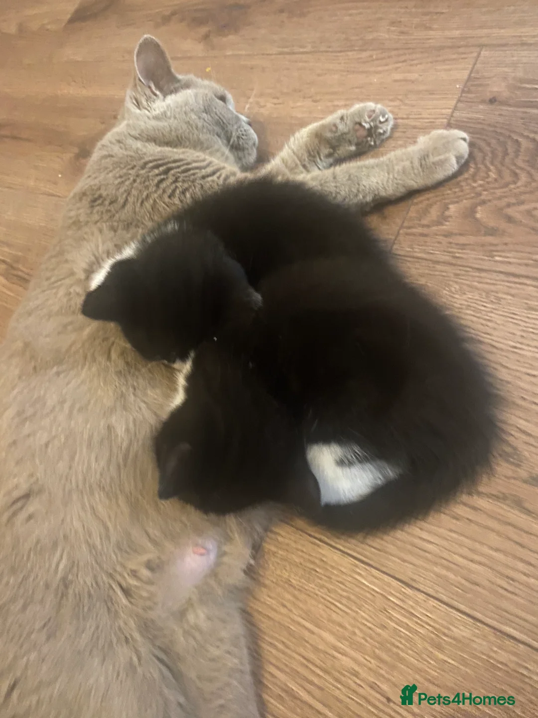 Mixed Breed cats for sale: 1/2 British shorthair/mixed kittens - Advert 4