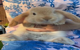 Mini Lop rabbits for sale: 8 week mini lop doe  - Image 2
