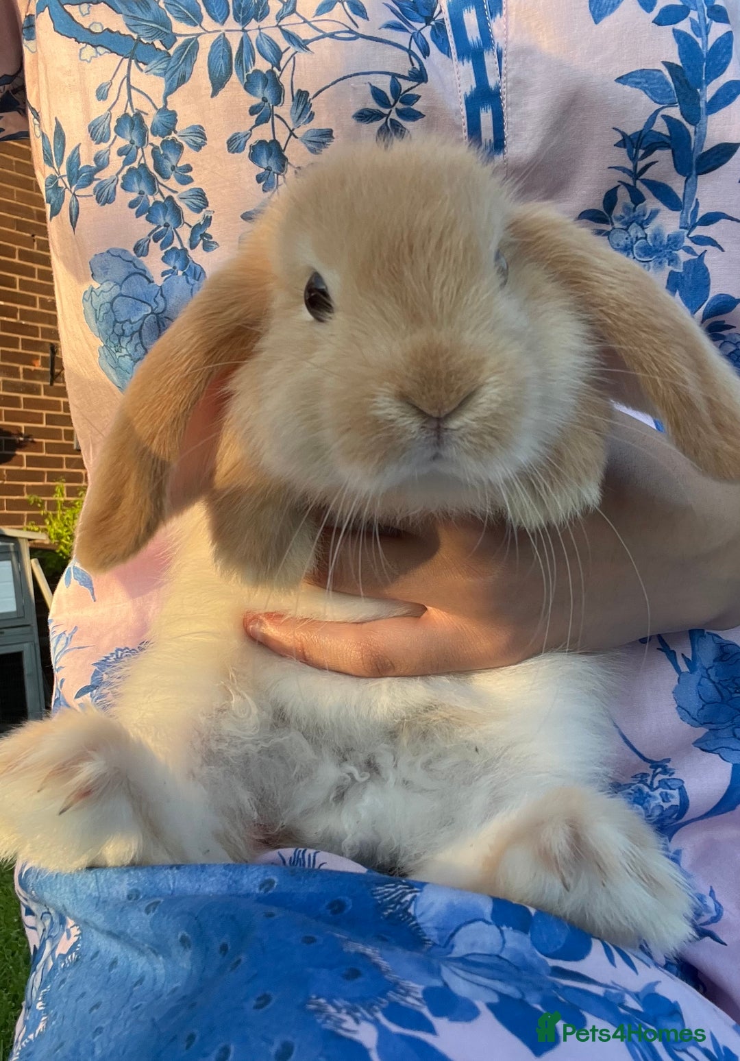 Mini Lop rabbits for sale: 8 week mini lop doe  - Image 2