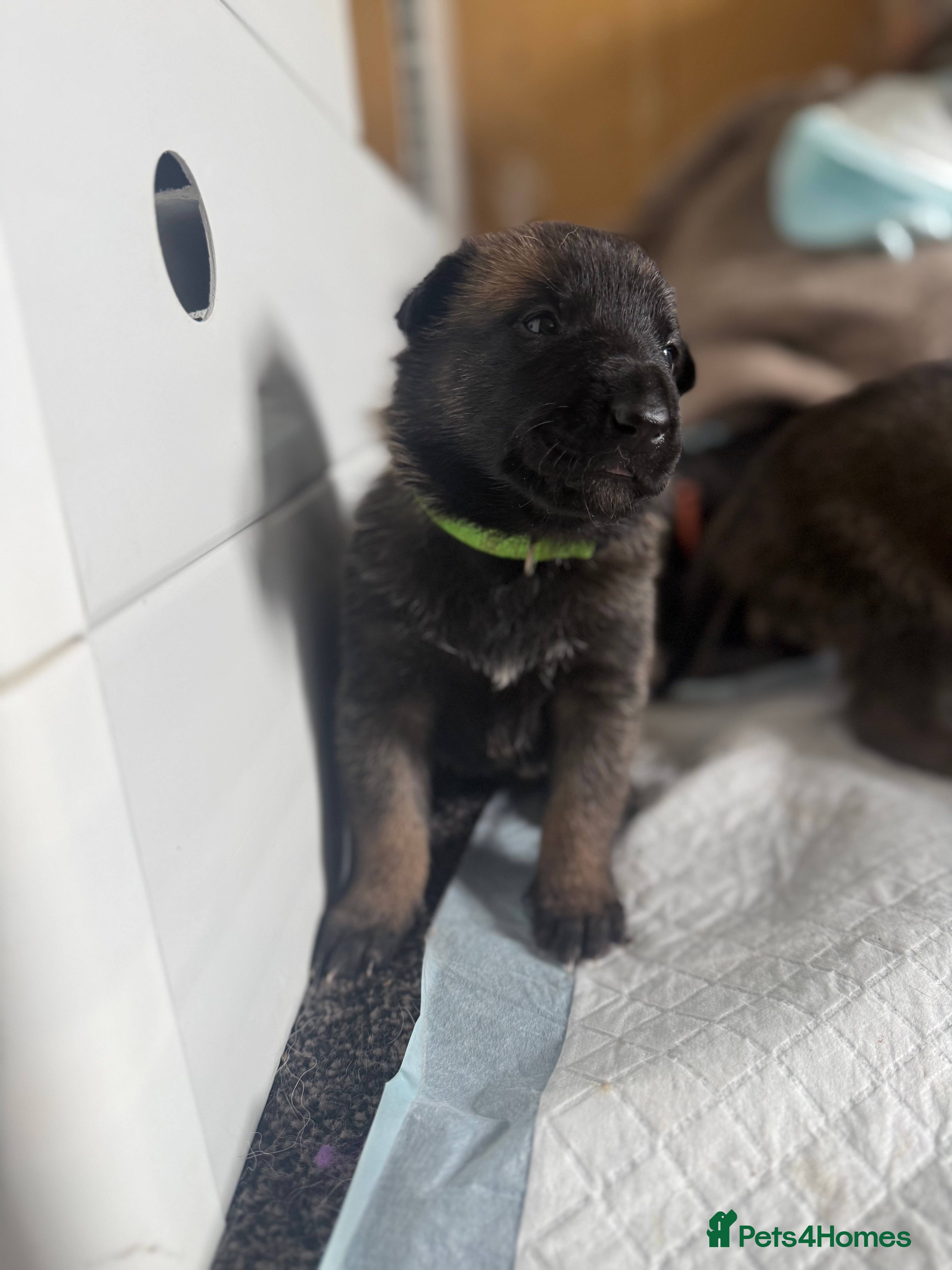 Belgian Shepherd Dog dogs 🔥 BELGIAN MALINIOS PUPPIES FOR SALE 🔥  - Advert 7