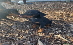 Dobermann dogs for sale: Doberman pups - Advert 21