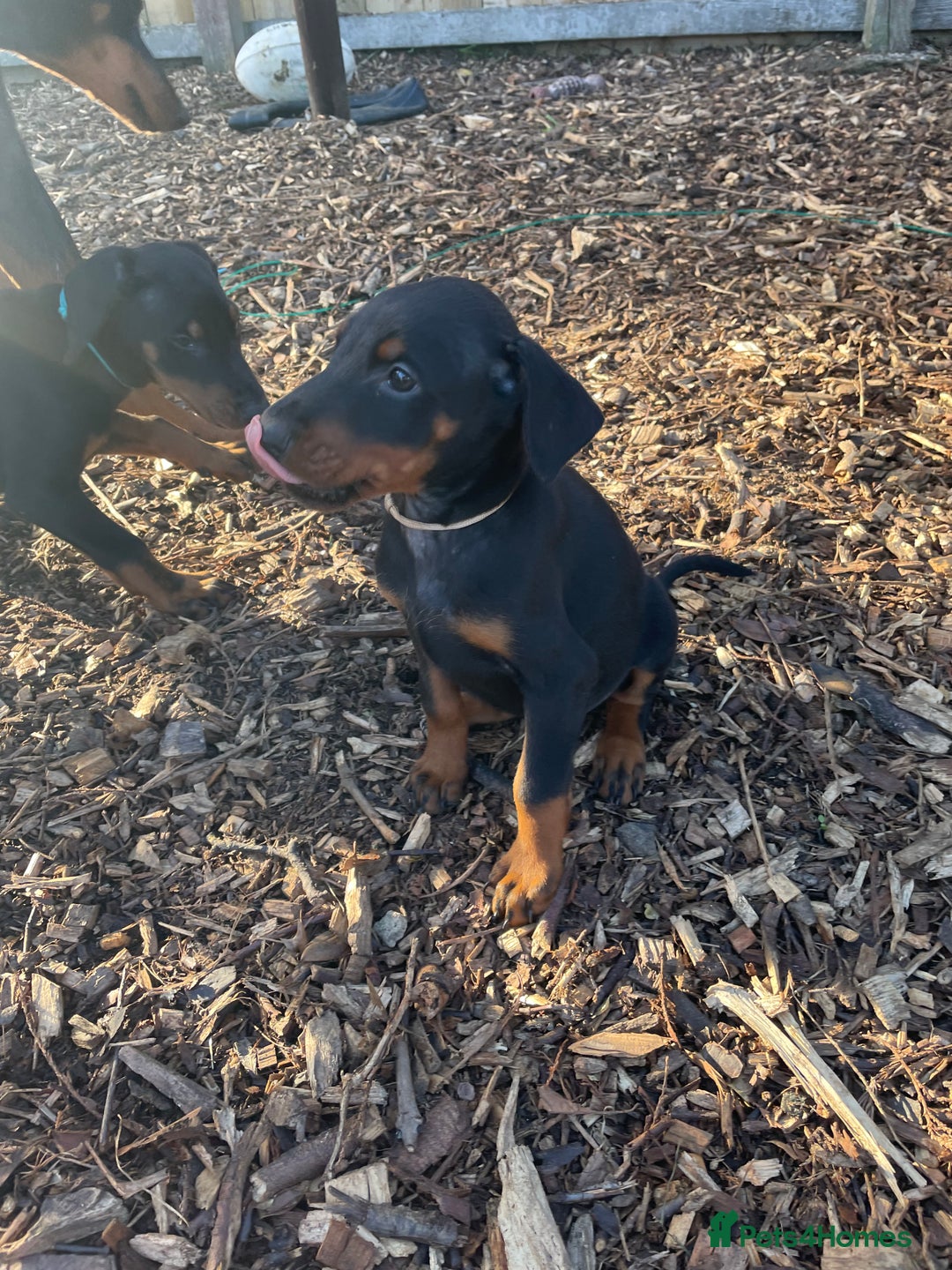 Dobermann dogs for sale: Doberman pups - Advert 21