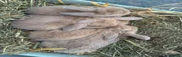 Mini Lop rabbits for sale: New born mini lop rabbits - Advert 18