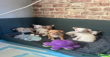 Chihuahua dogs - Advert 2