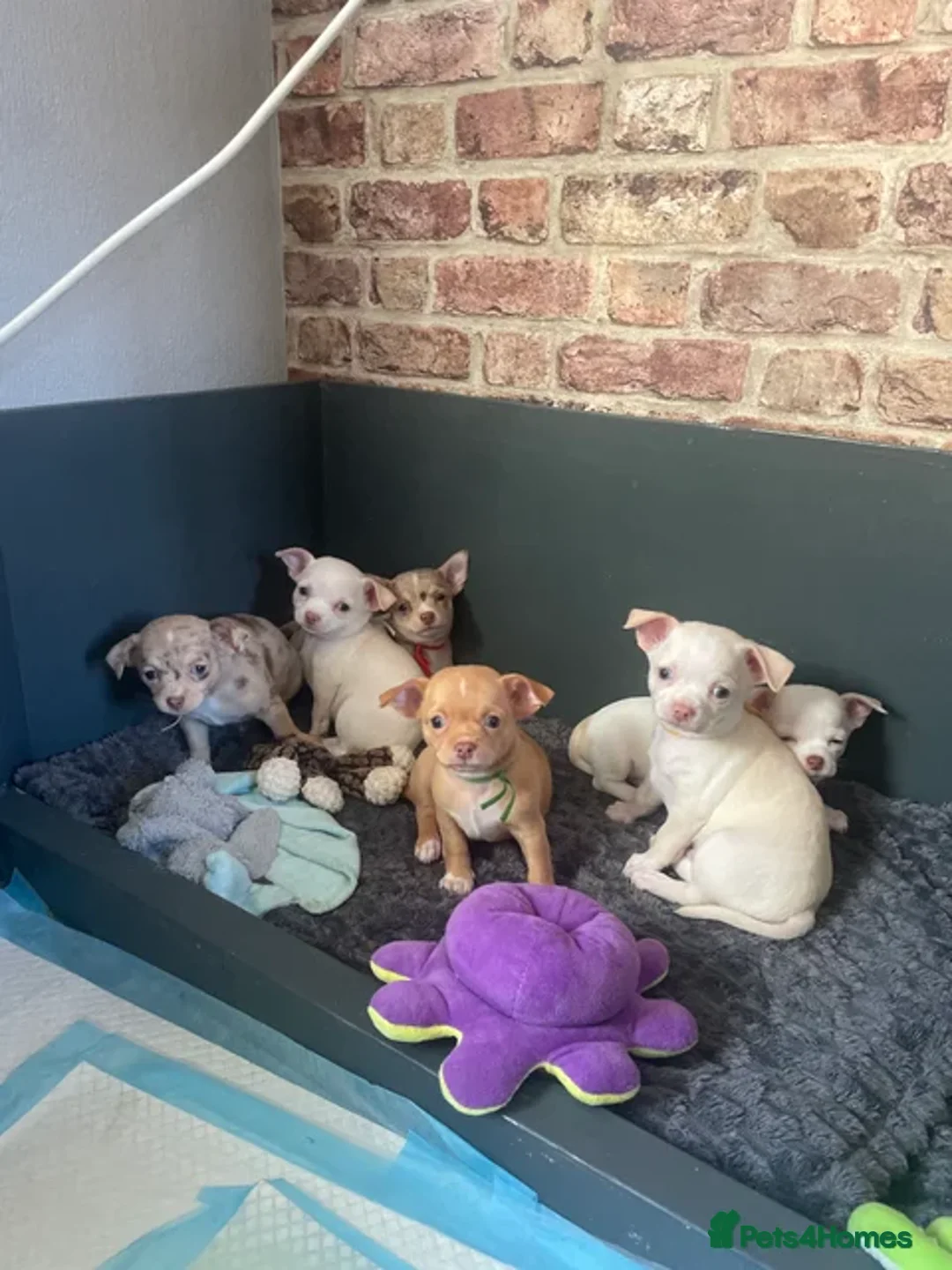 Chihuahua dogs for sale: Beautiful Chihuahua Puppies  - Image 2