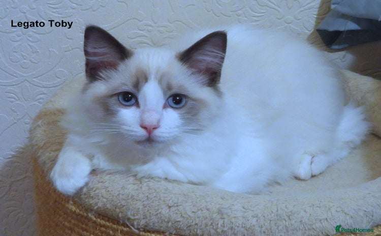 Ragdoll cats - Advert 2