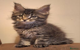 Maine Coon cats for sale: Lintons Pride Maine Coon Kittens. Ready Now - Image 7