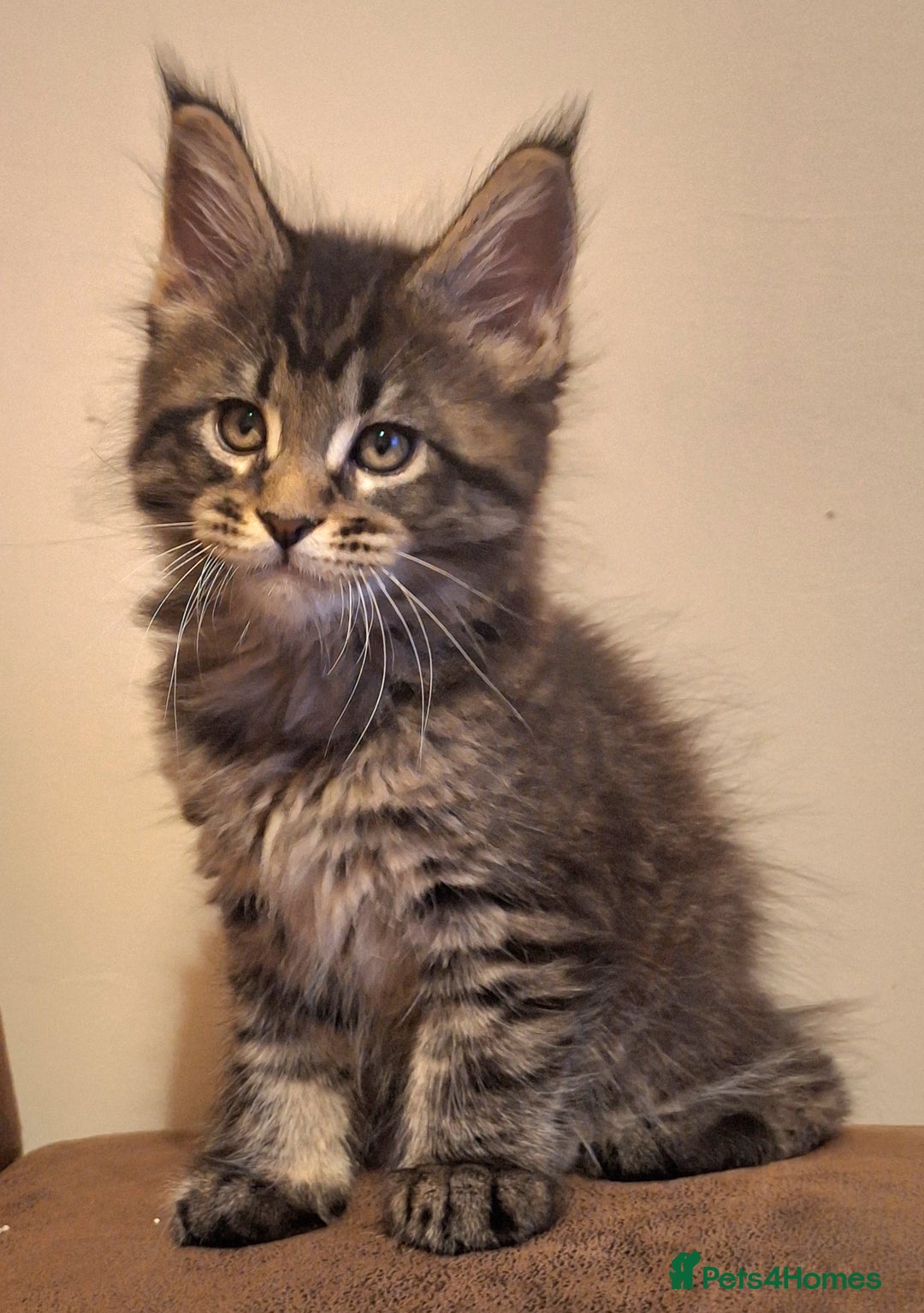 Maine Coon cats for sale: Lintons Pride Maine Coon Kittens. Ready Now - Image 7