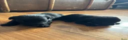 Scottish Terrier dogs for sale: Scottish terrier Puppies  - Advert 10