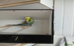 Budgerigars birds for sale: Budgerigars  - Image 6
