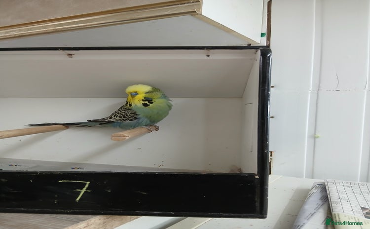 Budgerigars birds - Advert 1