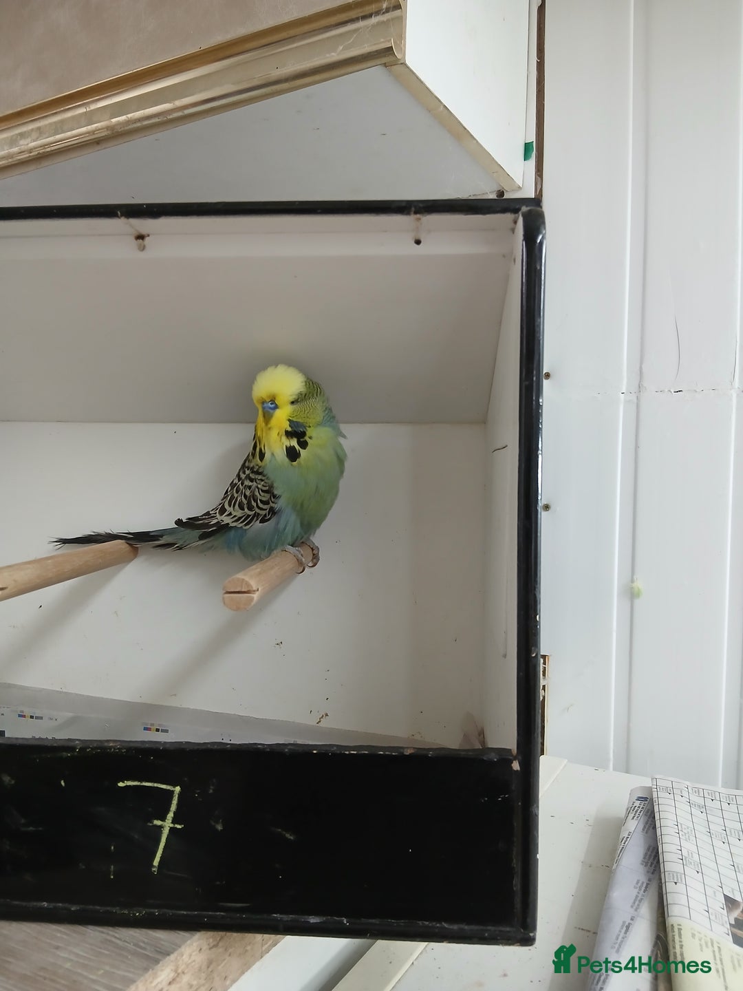 Budgerigars birds for sale: Budgerigars  - Image 6