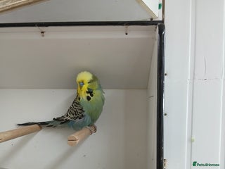 Budgerigars birds - Advert 1