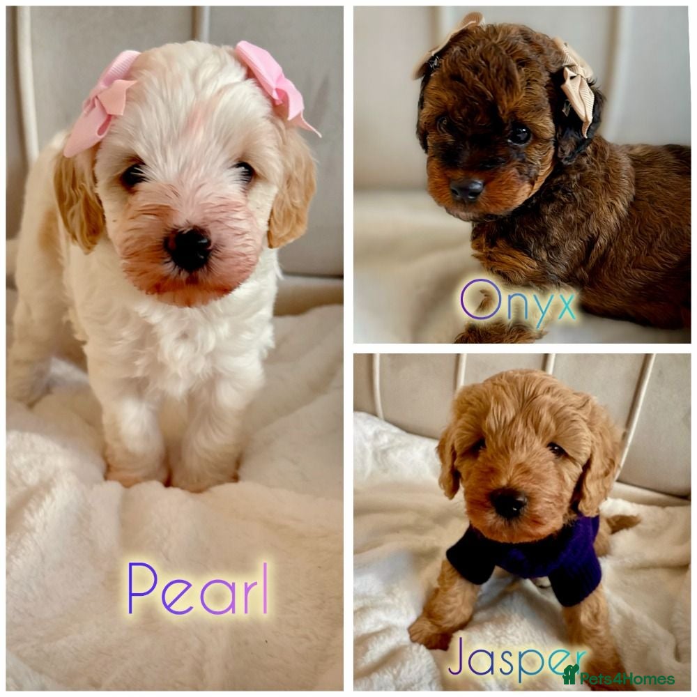 Cavapoochon dogs for sale:  Rare Sable, Champagne & Cream Toy Cavapoochons - Advert 1
