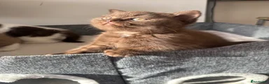 Chocolate Boy 