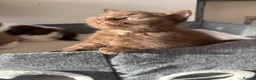 British Shorthair cats for sale: Chocolate British Shorthair Kittens - Advert 9