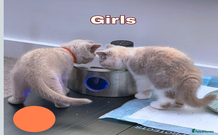 British Shorthair cats - Advert 1