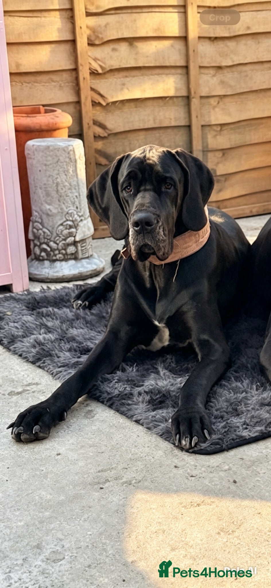 Great Dane dogs Exceptional Great Dane puppies 🐶  - Advert 5